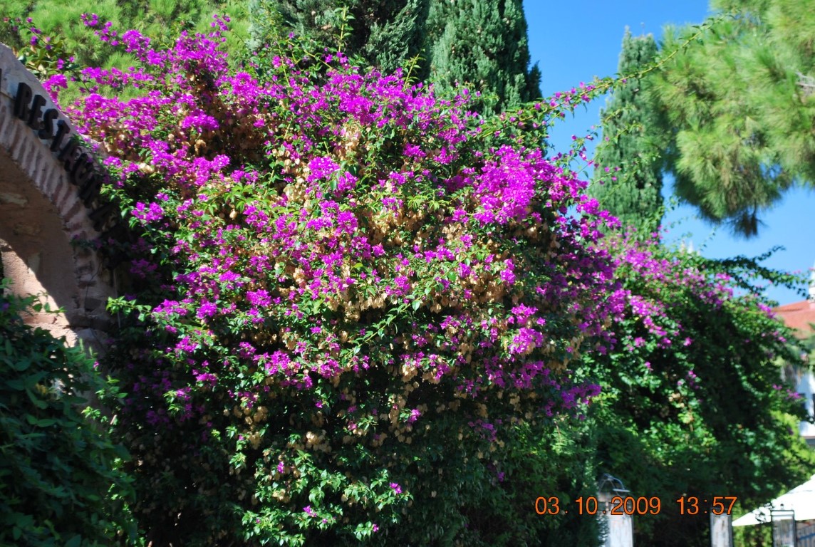 imagini hotel WOW TOPKAPI PALACE